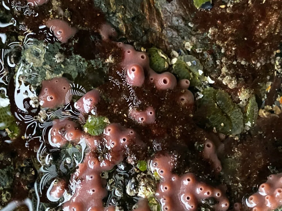 Close-up of intertidal invertebrates. November 10, 2019.