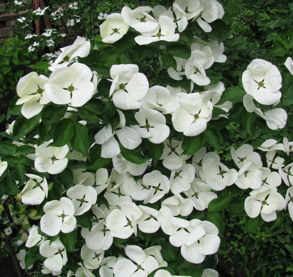 Venus dogwood - spring flower