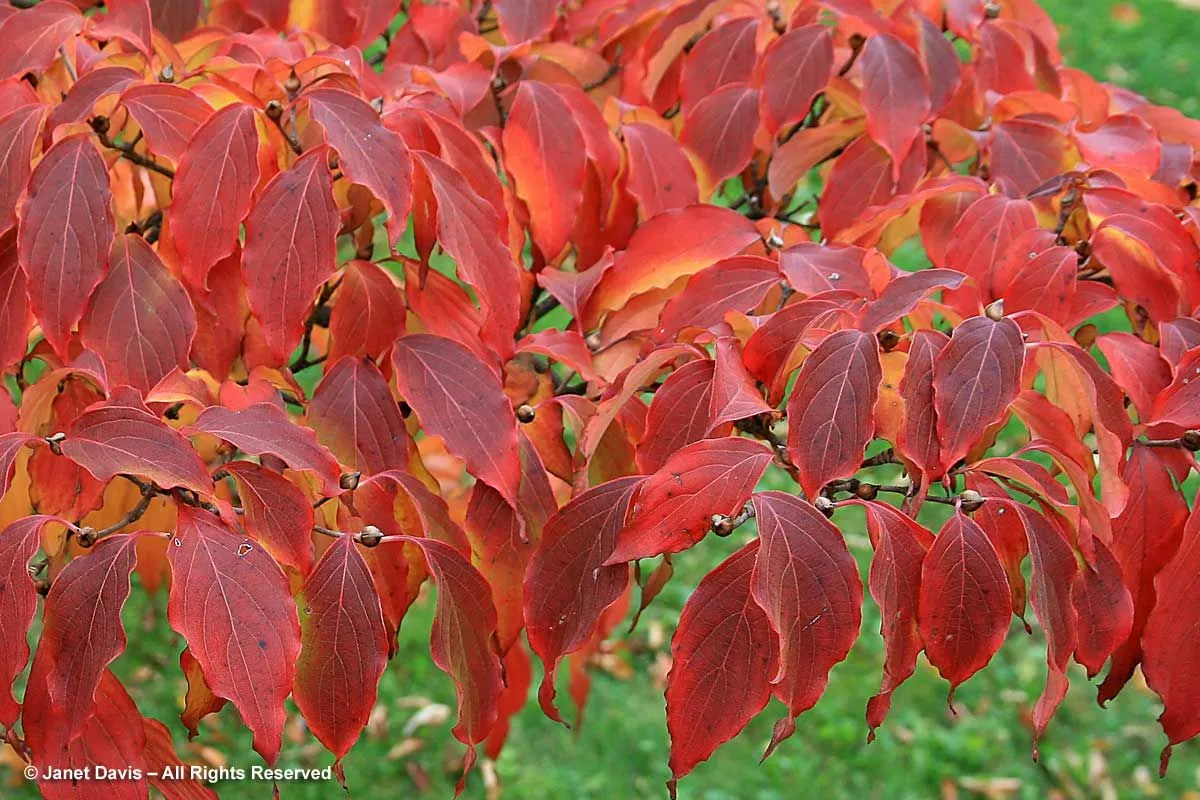 Venus dogwood - fall foliage