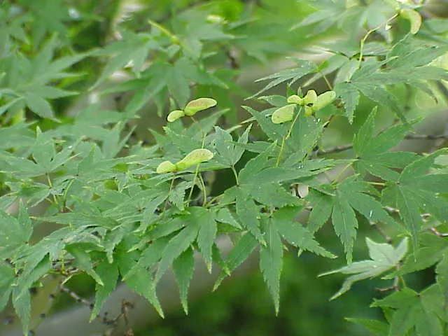 Japanese maple - summer foliage