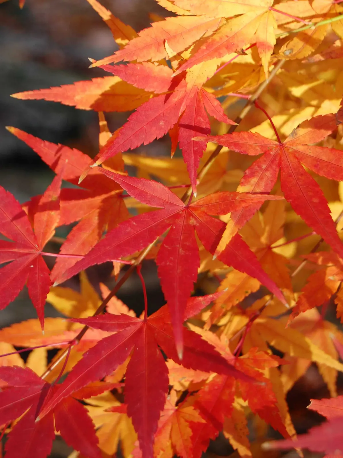Japanese maple - fall foliage