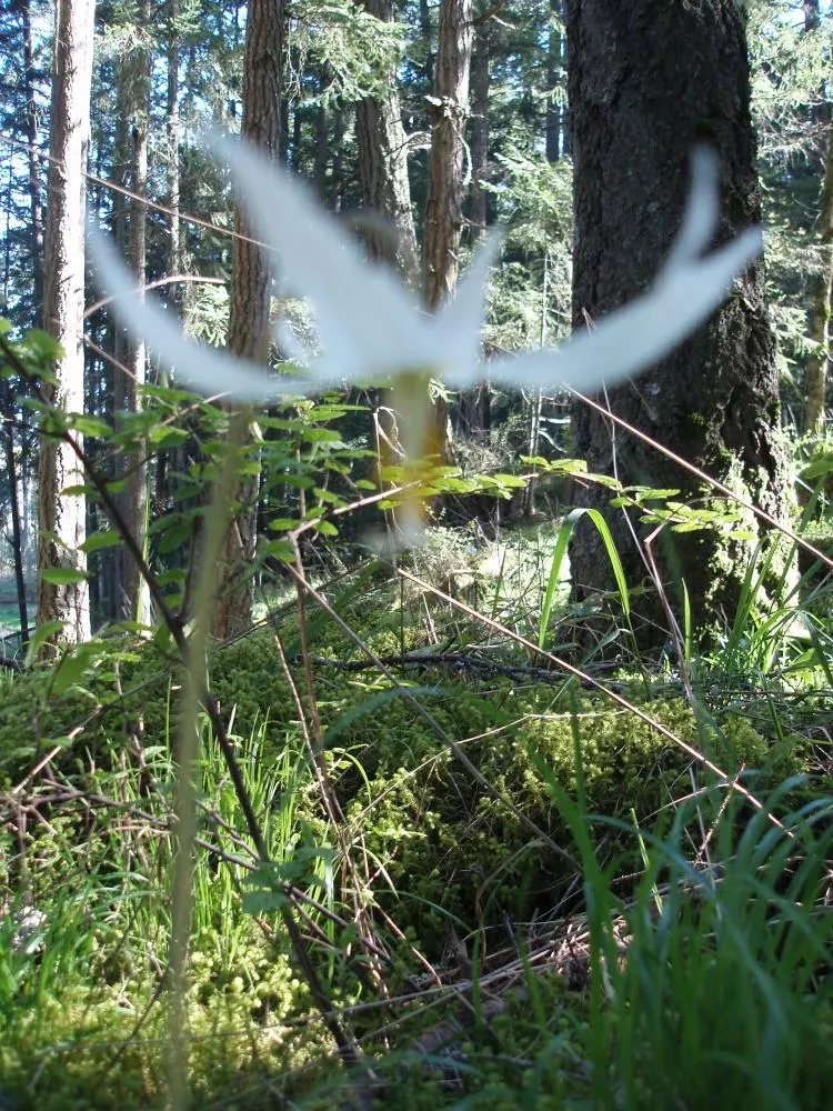Close-up of a white flower in a forest