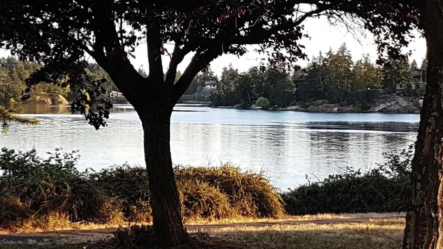 Scenic view of a body of water framed by trees