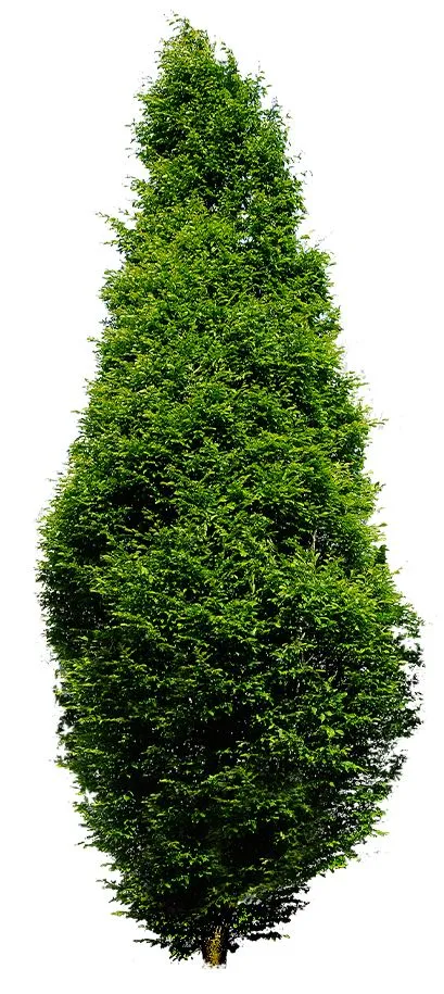 Columnar tree
