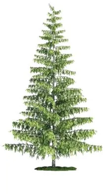 Coniferous evergreen tree