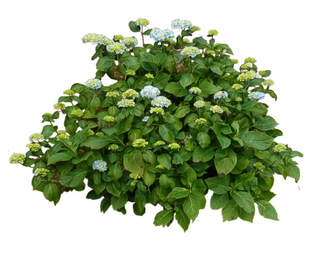 Deciduous tree with green leaves