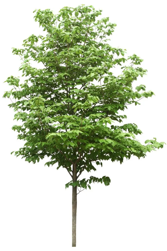 Deciduous tree with green leaves