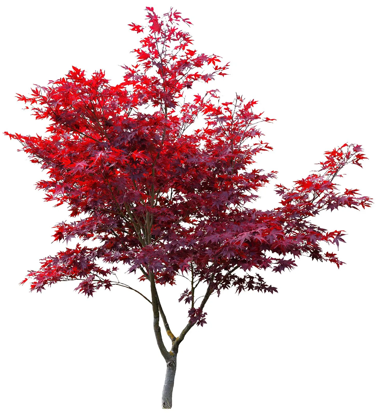 Red Japanese maple tree