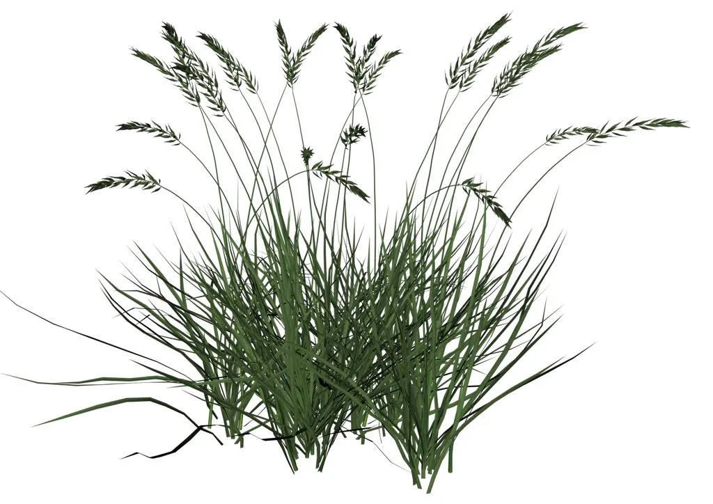 Ornamental grass