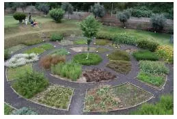 Photo of a circular healing herb garden layout