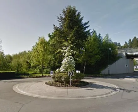 A small neighborhood traffic circle with a landscaped center island containing a white flowering tree.