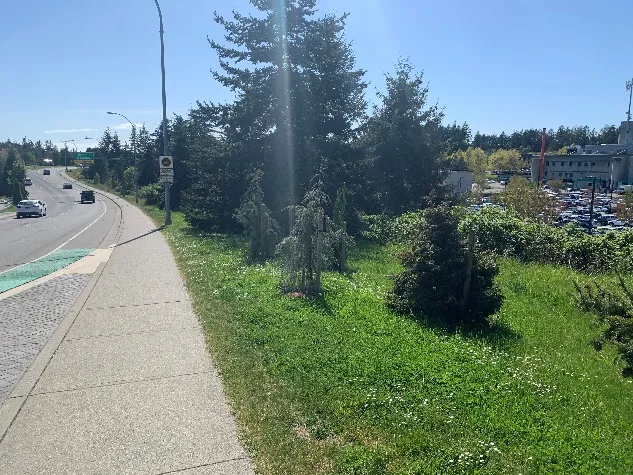 Boulevard trees planted along Helmcken Road