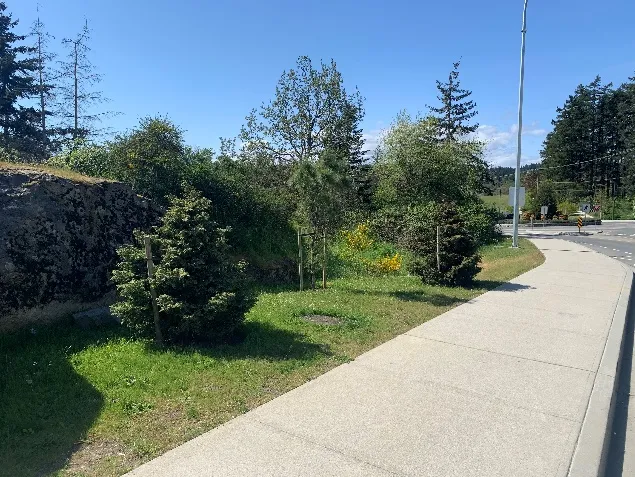 Boulevard trees planted along Watkiss Way