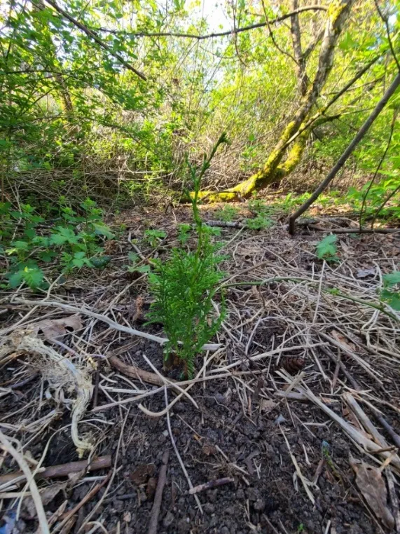 Douglas Fir seedling