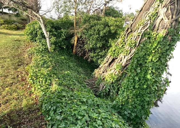 Close-up photograph of a tree trunk heavily encrusted with invasive English ivy