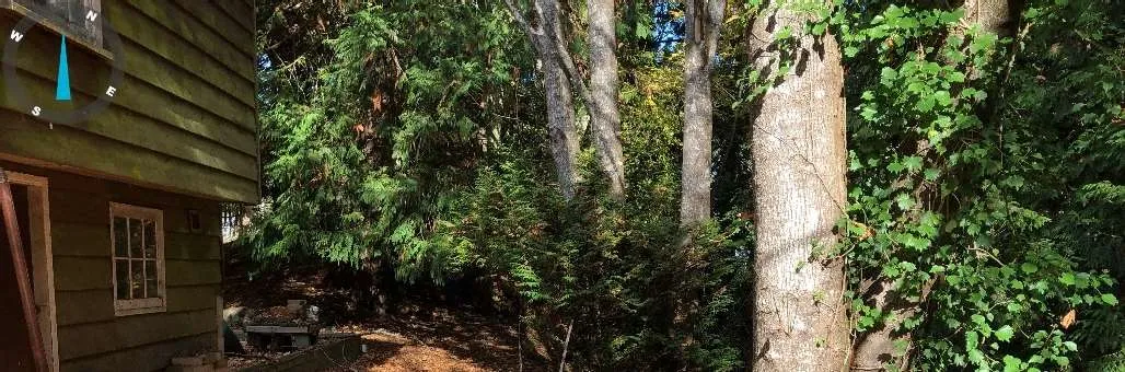 A typical view of a log and debris jam including fallen trees from along the high-water mark between transect 5 and 6.