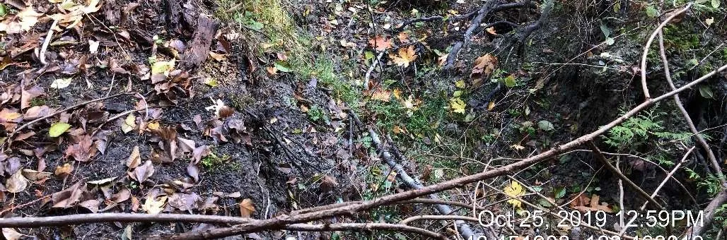 Three adult Coho salmon spawning downstream of transect 1.