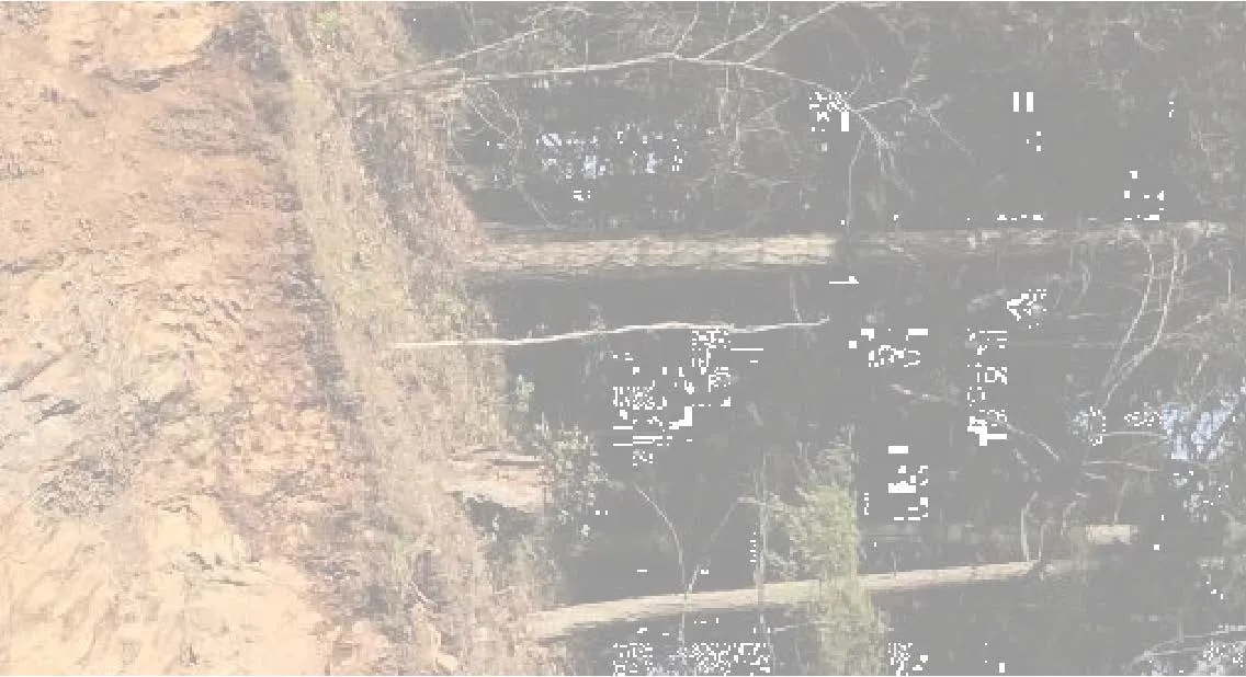 Site photograph fragment showing tree branches