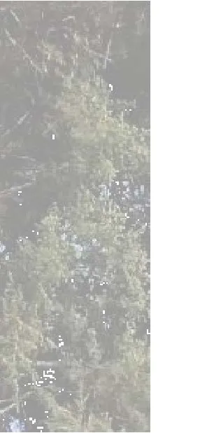 Site photograph fragment showing tree tops against the sky