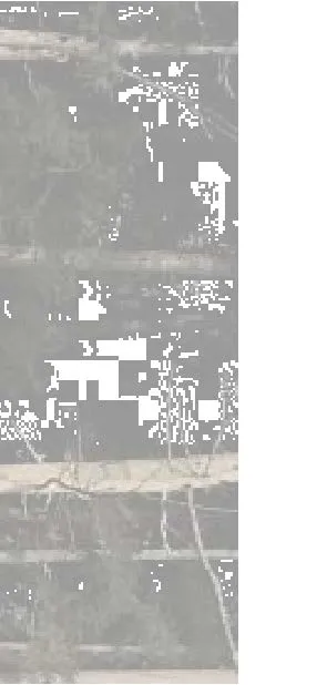 Site photograph fragment showing foliage and sky