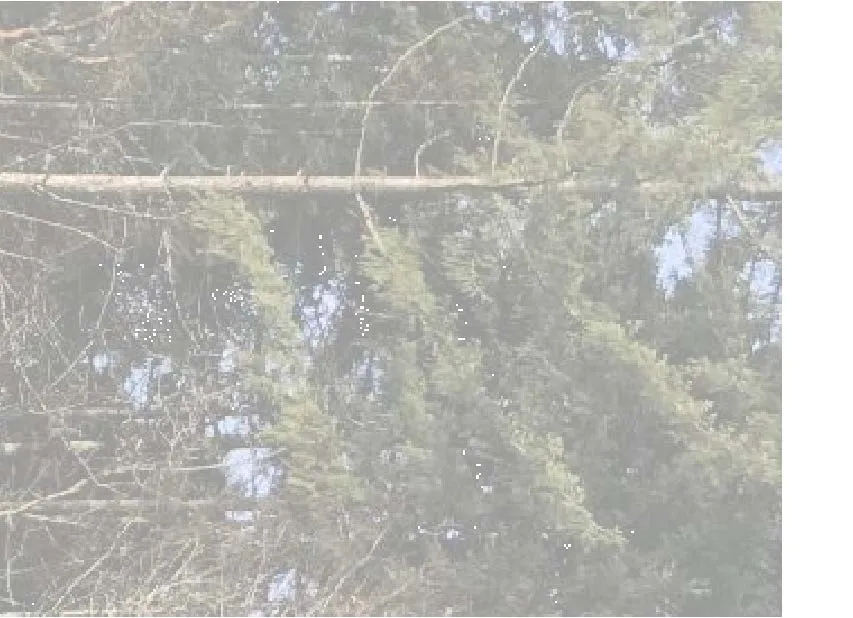 Site photograph fragment showing upper portion of the mesh system