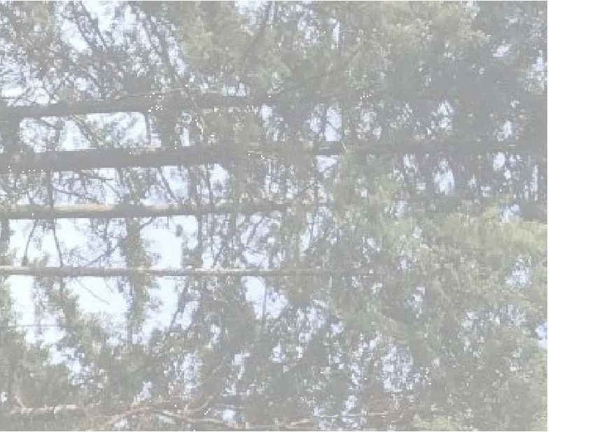 Site photograph fragment showing foliage against a bright sky