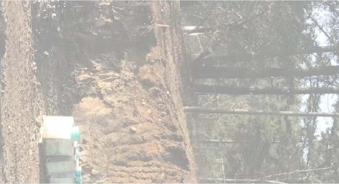 Site photograph fragment showing mesh detail on the rock face