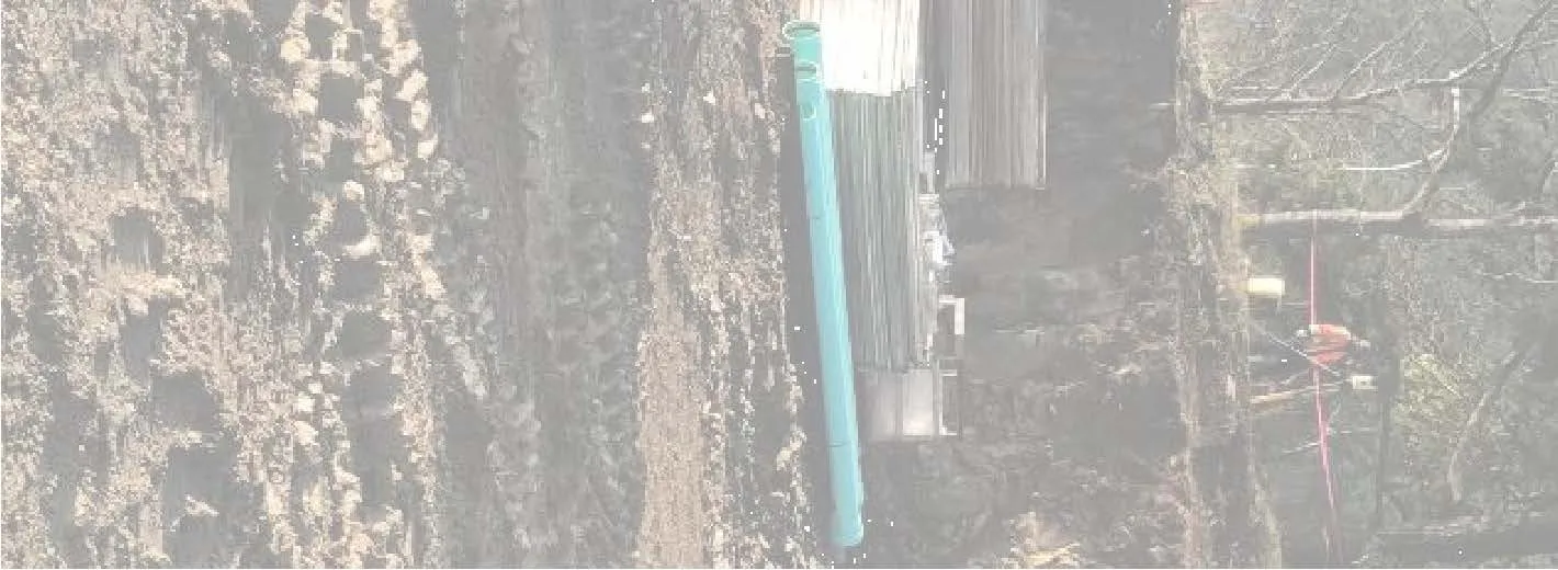 Site photograph fragment showing upper tree canopy