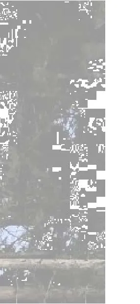Site photograph fragment showing ground surface near work area