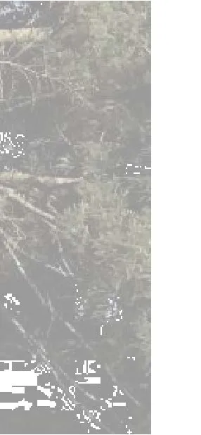 Site photograph fragment showing base area of the stabilization project