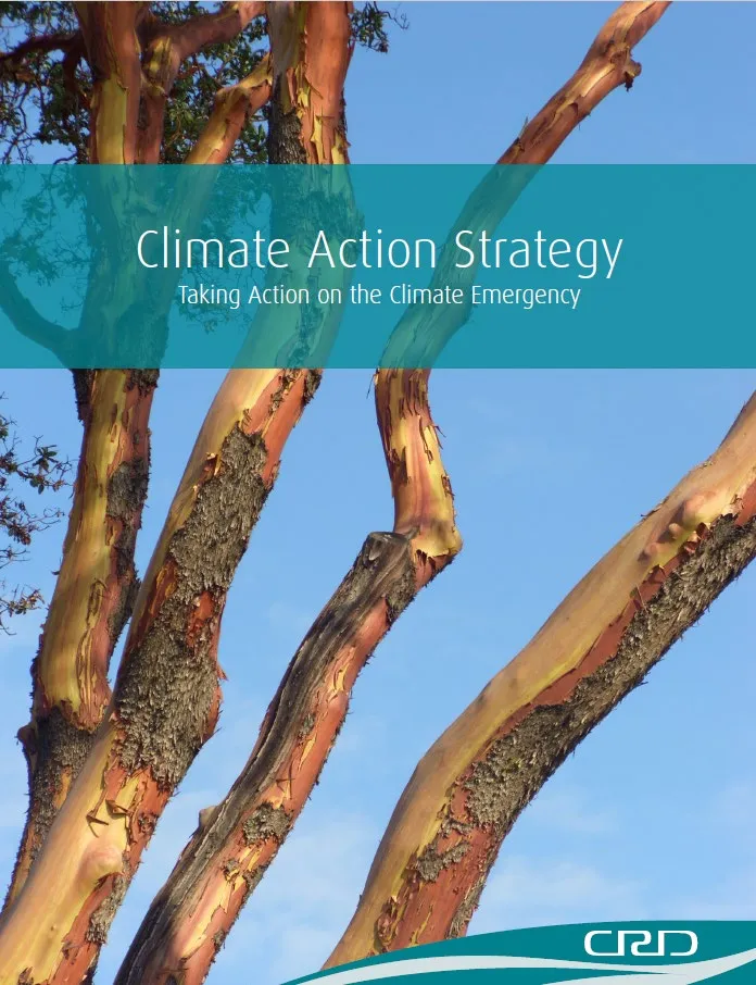 Close-up of Arbutus tree branches and peeling reddish bark against a blue sky