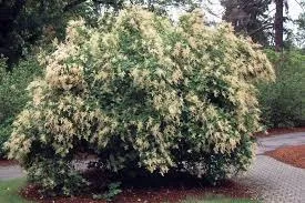 Salix scouleriana - Scouler's Willow