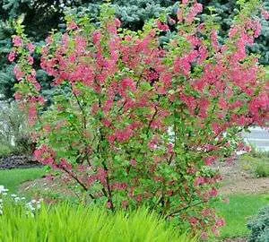 Salix scouleriana - Scouler's Willow