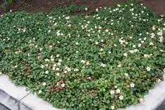 Rubus parviflorus - Thimbleberry