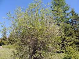 Cornus stolonifera - Red-osier Dogwood