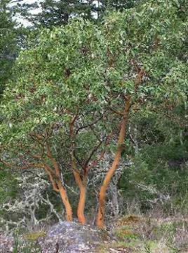 Rosa nutkana - Nootka Rose