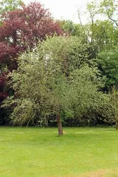 Sambucus racemosa - Red Elderberry