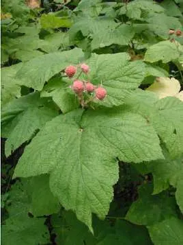 Ribes sanguineum - Red Flowering Currant