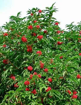 Cornus stolonifera - Red-osier Dogwood