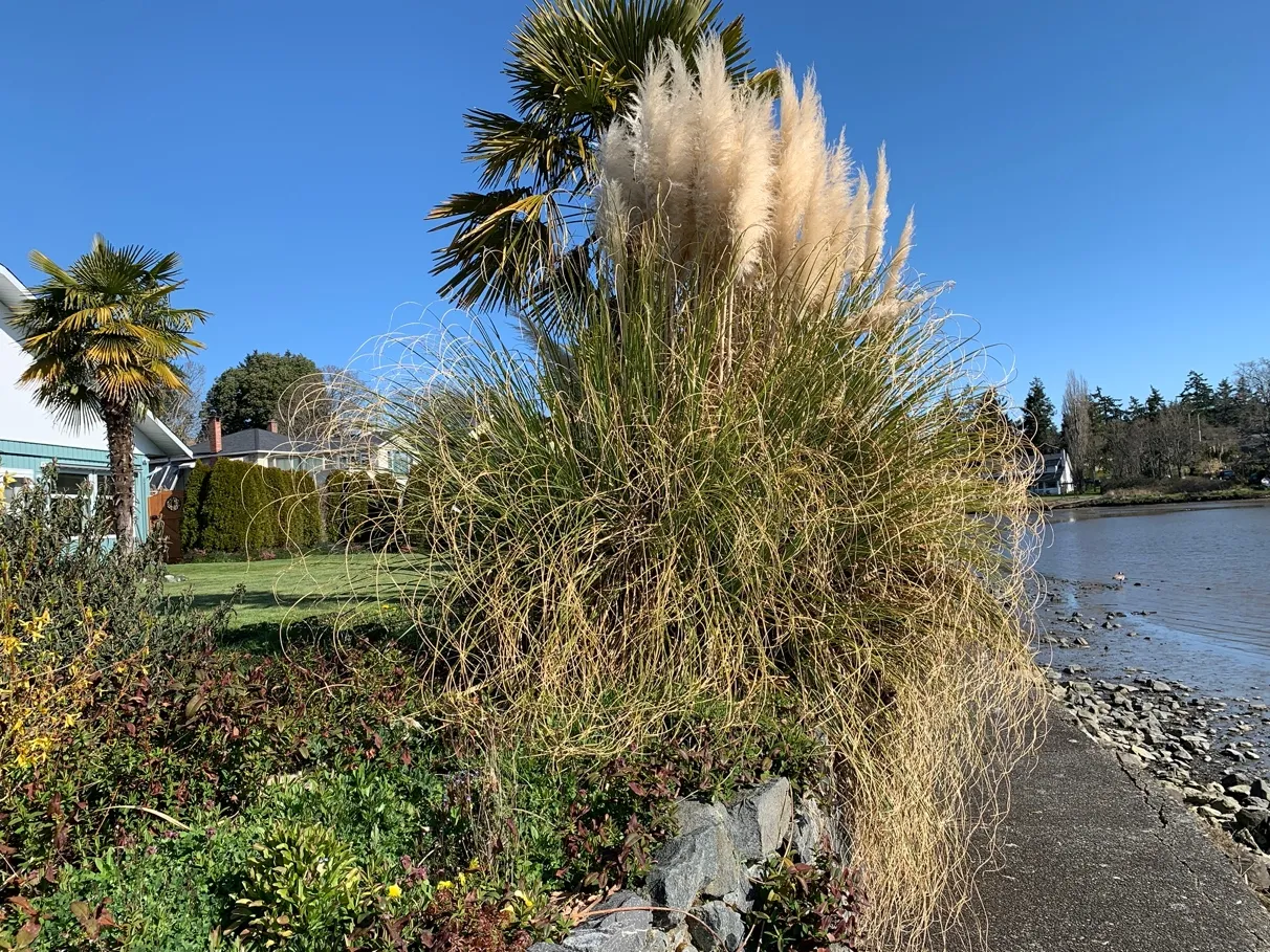 Photo 1. Looking north through DPA, primarily lawn and ornamental landscaping.