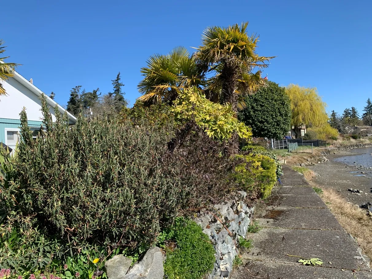 Photo 2. Looking east to Portage Inlet through DPA, primarily lawn and ornamental landscaping.