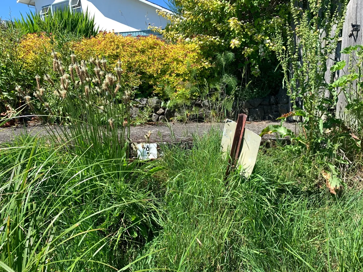Photo 5. Looking northeast to Portage Inlet through DPA, primarily lawn and ornamental landscaping.