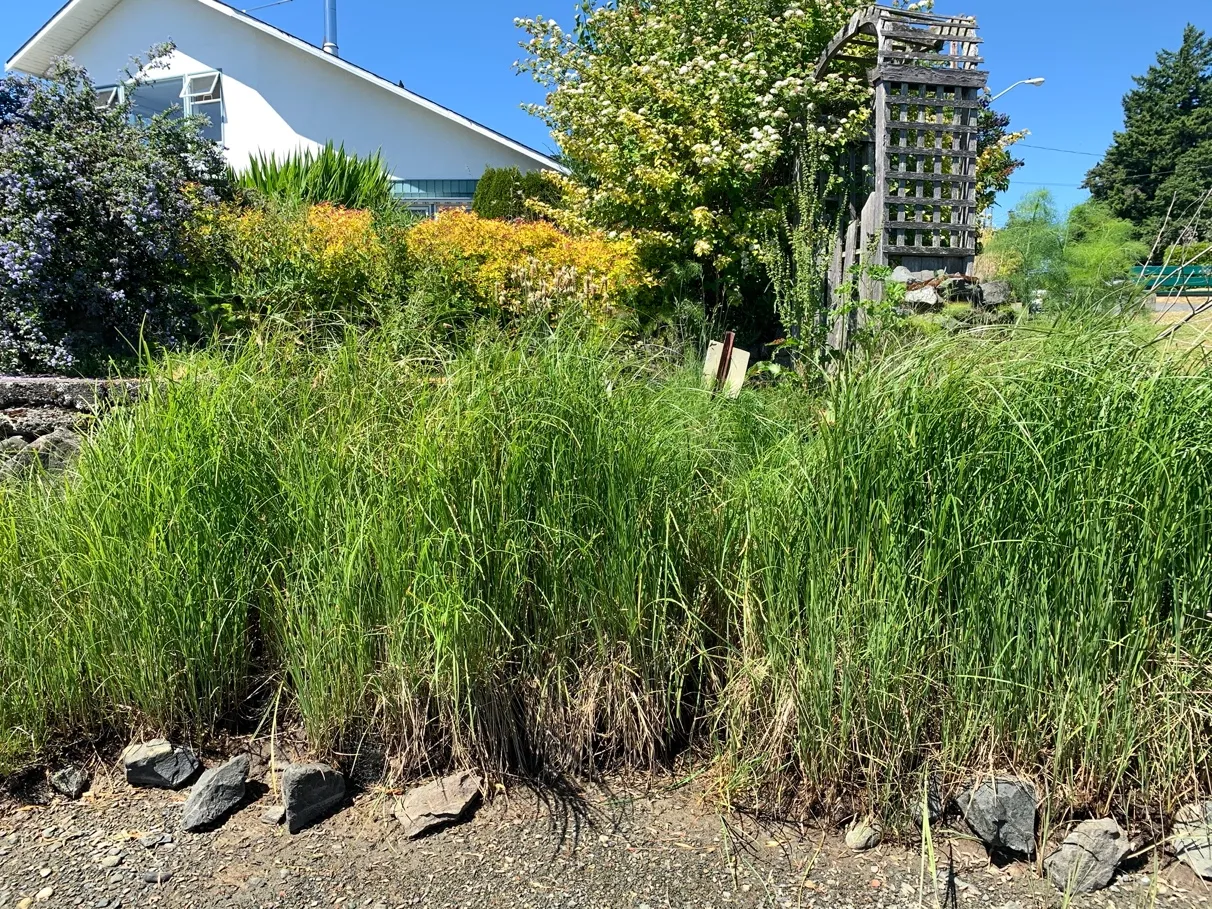 Photo 6. Looking south along ornamental landscaping along eastern property boundary adjacent to Portage Inlet.