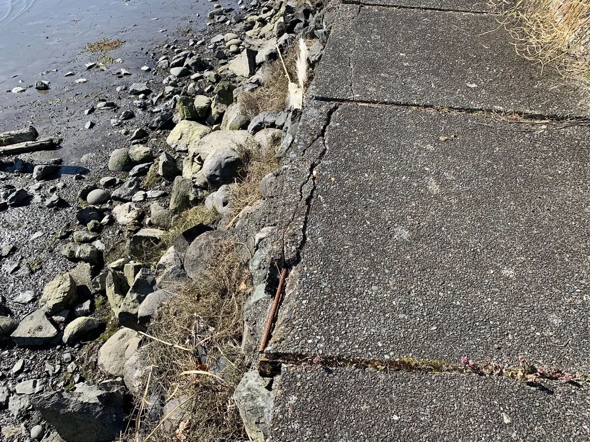 Photo 10. Ornamental vegetation along the property edge, and shoreline walkway, off the property.
