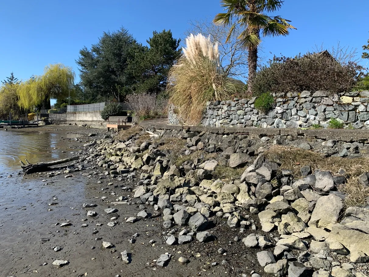 Photo 11. Ornamental vegetation along the property edge, and shoreline walkway, off the property. Existing mortared rock wall to remain. The walkway is deteriorating and could potentially be a Green Shores for Salmon Demonstration Project with the Stewardship Centre for BC, Capital Regional District, and Town of View Royal.