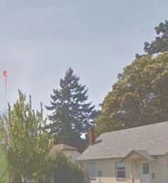 Site photo detail showing conifer trees