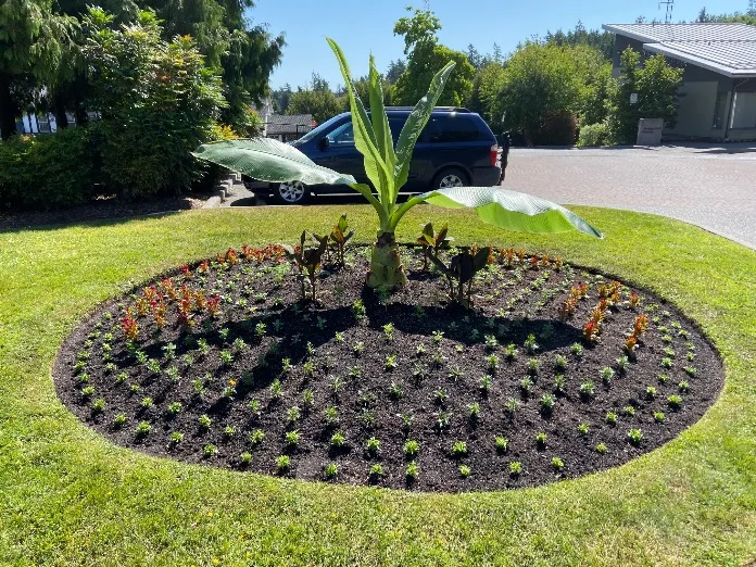 Circular garden bed with a large central plant and surrounding small plants