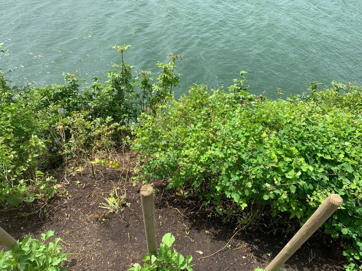 Photo 6. Vegetation at the top of the slope above the marine environment, native species mixed with invasive English ivy (May 2020) (to be removed, where safe).