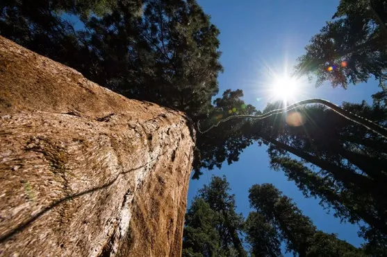 Sun-drenched forest of giant sequoia trees