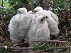 Several fuzzy white eaglets huddling together in a nest